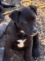 Buster, a male American Pit Bull Terrier and Labrador Retriever for sale in Salem, MO – 1 of 1