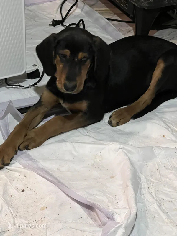 Trooper, a male American Black and Tan Coonhound for sale in Salem, MO – Photo 1 of 1