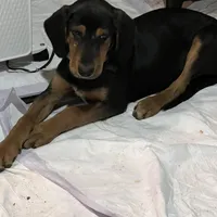 Trooper, a male American Black and Tan Coonhound for sale in Salem, MO – 1 of 1