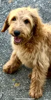 Hazel, a female Goldendoodle for sale in Warner Robins, GA – Photo 5 of 5