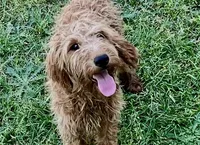 Hazel, a female Goldendoodle for sale in Warner Robins, GA – Photo 2 of 5