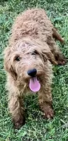 Hazel, a female Goldendoodle for sale in Warner Robins, GA – Photo 4 of 5