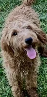 Hazel, a female Goldendoodle for sale in Warner Robins, GA – Photo 1 of 5