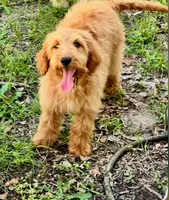 Hazel, a female Goldendoodle for sale in Warner Robins, GA – Photo 3 of 5