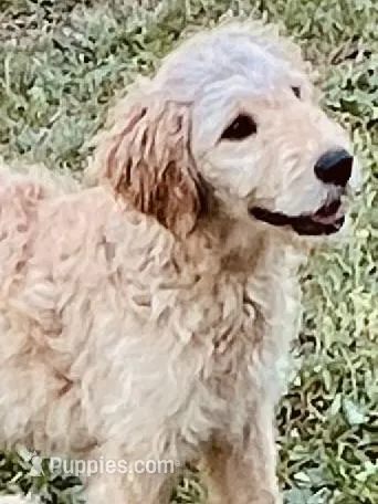 Clary – Goldendoodle puppy for sale in Warner Robins, GA