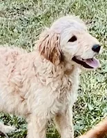 Clary, a female Goldendoodle for sale in Warner Robins, GA – Photo 3 of 4