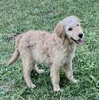 Clary, a female Goldendoodle for sale in Warner Robins, GA – Photo 2 of 4