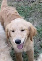 Nova, a female Goldendoodle for sale in Warner Robins, GA – Photo 5 of 8