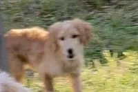 Nova, a female Goldendoodle for sale in Warner Robins, GA – Photo 4 of 8