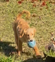 Nova, a female Goldendoodle for sale in Warner Robins, GA – Photo 8 of 8