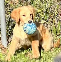 Nova, a female Goldendoodle for sale in Warner Robins, GA – Photo 1 of 8