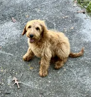 Angel, a female Goldendoodle for sale in Warner Robins, GA – Photo 3 of 3