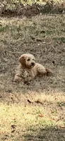 Angel, a female Goldendoodle for sale in Warner Robins, GA – Photo 2 of 3
