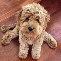 Angel, a female Goldendoodle for sale in Warner Robins, GA – Photo 1 of 3