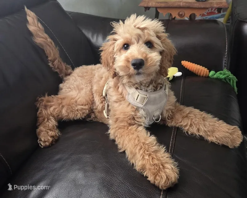 Angel – Goldendoodle puppy for sale in Warner Robins, GA