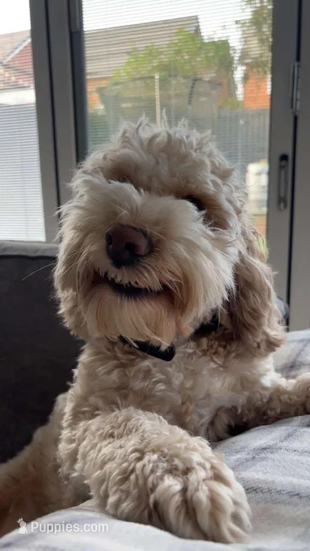 Coco – Double Doodle puppy for sale in Warner Robins, GA