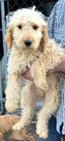 Coco, a female Double Doodle for sale in Warner Robins, GA – Photo 5 of 5