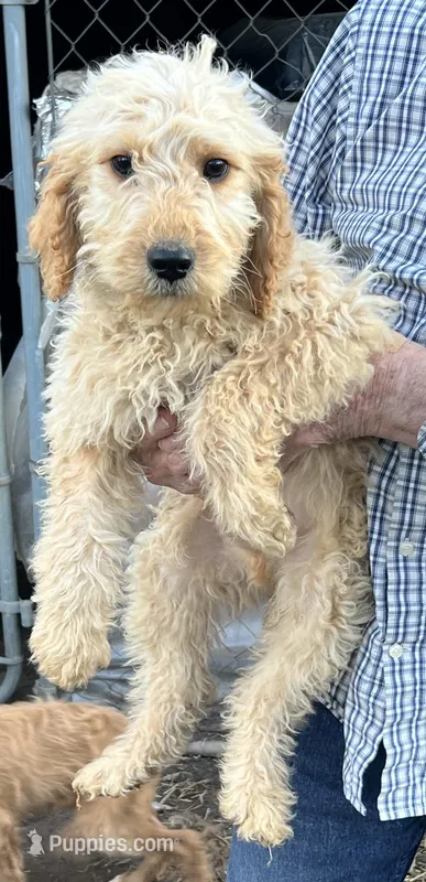 Coco – Double Doodle puppy for sale in Warner Robins, GA