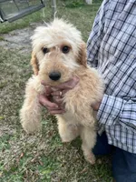 Willow, a female Goldendoodle for sale in Warner Robins, GA – Photo 2 of 2