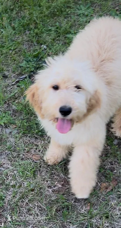 Willow – Goldendoodle puppy for sale in Warner Robins, GA
