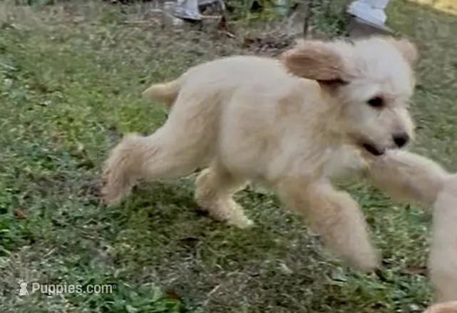 Willow – Goldendoodle puppy for sale in Warner Robins, GA