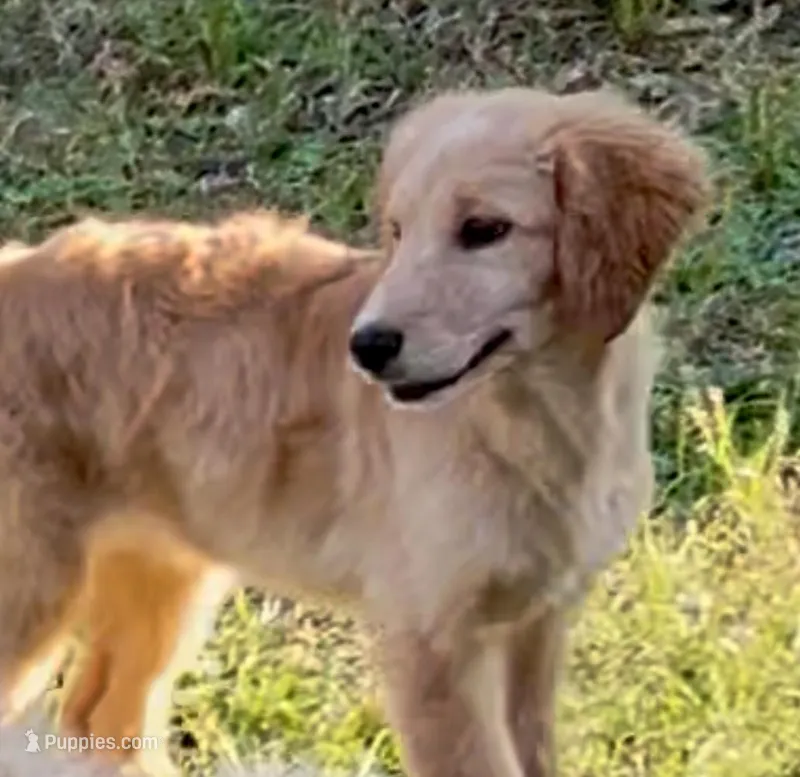 Grace, a female Goldendoodle for sale in Warner Robins, GA – Photo 1 of 5