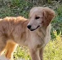 Grace, a female Goldendoodle for sale in Warner Robins, GA – Photo 1 of 5