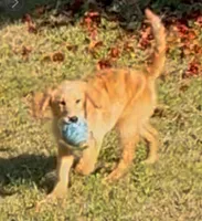 Grace, a female Goldendoodle for sale in Warner Robins, GA – Photo 3 of 5