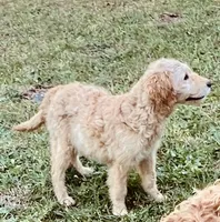 Clary, a female Goldendoodle for sale in Warner Robins, GA – Photo 3 of 6
