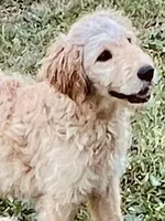 Clary, a female Goldendoodle for sale in Warner Robins, GA – Photo 6 of 6