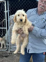 Isabella, a female Goldendoodle for sale in Warner Robins, GA – Photo 3 of 3