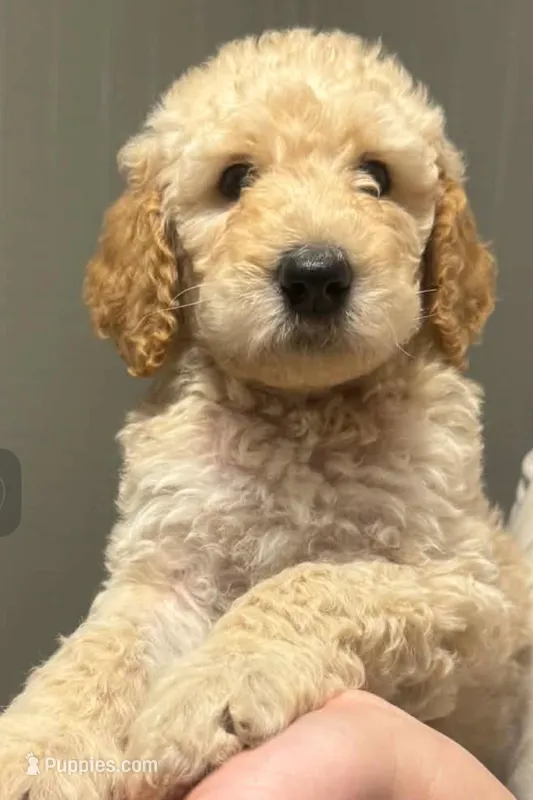 Isabella – Goldendoodle puppy for sale in Warner Robins, GA