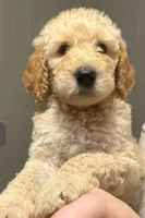 Isabella, a female Goldendoodle for sale in Warner Robins, GA – Photo 1 of 3
