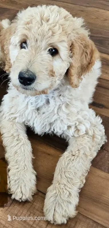 Isabella – Goldendoodle puppy for sale in Warner Robins, GA