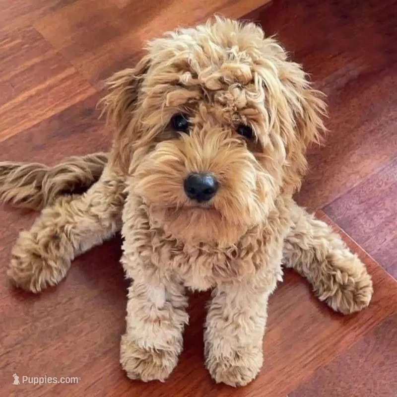 Tucker – Goldendoodle puppy for sale in Warner Robins, GA