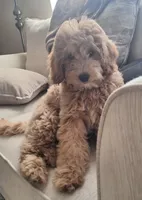 Tucker, a male Goldendoodle for sale in Warner Robins, GA – Photo 3 of 4