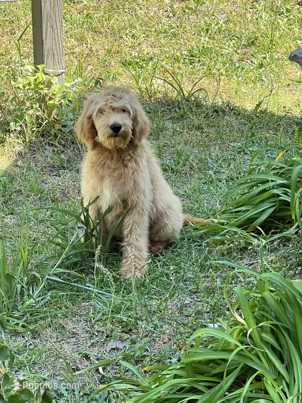 Theo – Goldendoodle puppy for sale in Warner Robins, GA