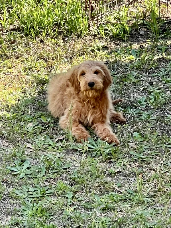 Tucker – Goldendoodle puppy for sale in Warner Robins, GA