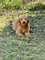 Tucker, a male Goldendoodle for sale in Warner Robins, GA – Photo 4 of 4