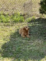 Theo, a male Goldendoodle for sale in Warner Robins, GA – Photo 5 of 5