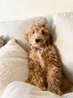 Tucker, a male Goldendoodle for sale in Warner Robins, GA – Photo 2 of 4