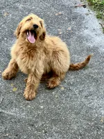 Theo, a male Goldendoodle for sale in Warner Robins, GA – Photo 4 of 5