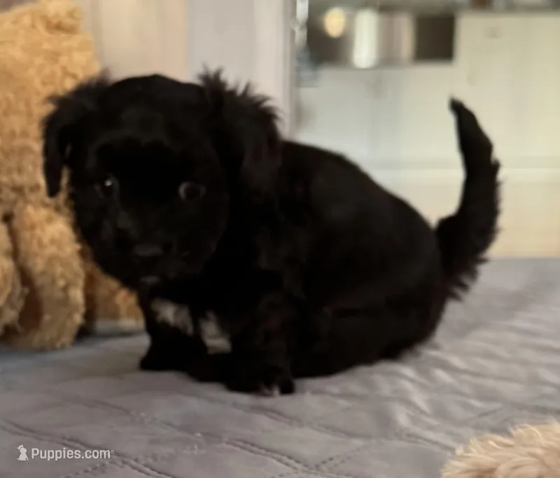 ? – Shih Tzu, Miniature Goldendoodle puppy for sale in Ripley, WV