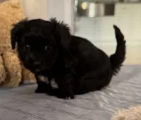 ?, a male Shih Tzu and Miniature Goldendoodle for sale in Ripley, WV – Photo 1 of 5