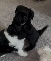 ?, a male Shih Tzu and Miniature Goldendoodle for sale in Ripley, WV – Photo 2 of 5