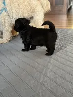 ?, a male Shih Tzu and Miniature Goldendoodle for sale in Ripley, WV – Photo 4 of 5