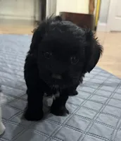 ?, a male Shih Tzu and Miniature Goldendoodle for sale in Ripley, WV – Photo 3 of 5
