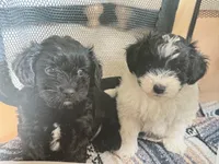 ?, a male Shih Tzu and Miniature Goldendoodle for sale in Ripley, WV – Photo 6 of 6