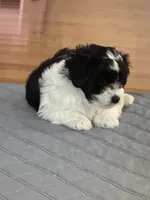 ?, a male Shih Tzu and Miniature Goldendoodle for sale in Ripley, WV – Photo 5 of 6