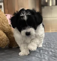 ?, a male Shih Tzu and Miniature Goldendoodle for sale in Ripley, WV – Photo 4 of 6